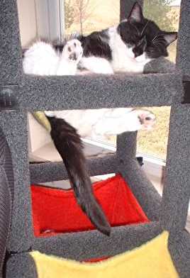 the sweet cat