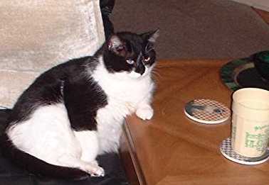 the sweet cat