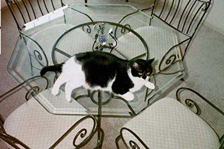 the sweet cat