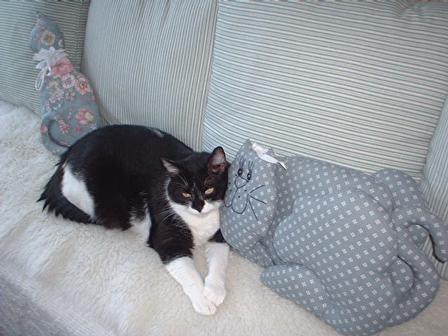 the sweet cat